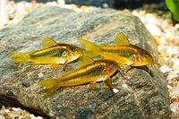 Интернет магазин *Aqua-fish.kiev.ua* - <ro>Изображение</ro><ru>Изображение</ru> #2, <ru>Объявление</ru> #1649401