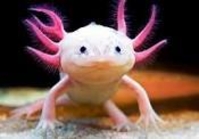 Интернет магазин *Aqua-fish.kiev.ua* - <ro>Изображение</ro><ru>Изображение</ru> #1, <ru>Объявление</ru> #1649401