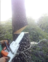 Порезка дров, спил деревьев, корчевание пней, удаление кустов - <ro>Изображение</ro><ru>Изображение</ru> #3, <ru>Объявление</ru> #1656645