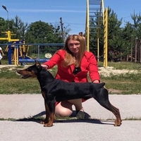 ПІНЧЕР німецький СТАНДАРТНИЙ - <ro>Изображение</ro><ru>Изображение</ru> #3, <ru>Объявление</ru> #1682154