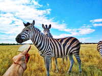 Отдых на черном море. Железный порт! - <ro>Изображение</ro><ru>Изображение</ru> #5, <ru>Объявление</ru> #1648856