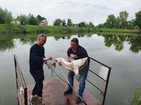 Незабываемый отдых в Киеве для всей семьи - <ro>Изображение</ro><ru>Изображение</ru> #2, <ru>Объявление</ru> #1684663