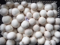 Продам шампиньоны со своего производства, Киевская обл  - <ro>Изображение</ro><ru>Изображение</ru> #4, <ru>Объявление</ru> #1280778