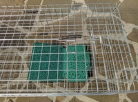 Котоловка, котоловушка, живоловка, живоловушка на кота с педалью метровая - <ro>Изображение</ro><ru>Изображение</ru> #2, <ru>Объявление</ru> #1691737