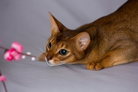 Наші абісини - це саме те, що потрібно Вам - <ro>Изображение</ro><ru>Изображение</ru> #1, <ru>Объявление</ru> #1665095