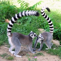 Лемур Катта продам - <ro>Изображение</ro><ru>Изображение</ru> #1, <ru>Объявление</ru> #1694589