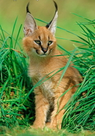 Продам котят Каракала - <ro>Изображение</ro><ru>Изображение</ru> #1, <ru>Объявление</ru> #1694944