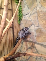 Лемур Катта продам - <ro>Изображение</ro><ru>Изображение</ru> #3, <ru>Объявление</ru> #1694589