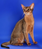 Замечательная абиссинская кошечка ищет новую семью - <ro>Изображение</ro><ru>Изображение</ru> #2, <ru>Объявление</ru> #1694034