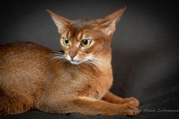 Замечательная абиссинская кошечка ищет новую семью - <ro>Изображение</ro><ru>Изображение</ru> #3, <ru>Объявление</ru> #1694034