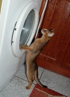 Наші абісини - це саме те, що потрібно Вам - <ro>Изображение</ro><ru>Изображение</ru> #2, <ru>Объявление</ru> #1665095