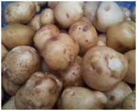 Вега МР 5000, спиральная щеточная машина для мойки овощей (корнеплодов) - <ro>Изображение</ro><ru>Изображение</ru> #2, <ru>Объявление</ru> #1697577