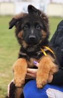 Элитные щенки Д/Ш немецкой овчарки - <ro>Изображение</ro><ru>Изображение</ru> #2, <ru>Объявление</ru> #1702823