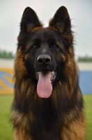 Элитные щенки Д/Ш немецкой овчарки - <ro>Изображение</ro><ru>Изображение</ru> #4, <ru>Объявление</ru> #1702823