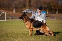 Элитные щенки Д/Ш немецкой овчарки - <ro>Изображение</ro><ru>Изображение</ru> #5, <ru>Объявление</ru> #1702823