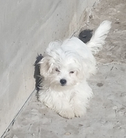 Питомник предлагает мальчиков  мальтийской болонки - <ro>Изображение</ro><ru>Изображение</ru> #3, <ru>Объявление</ru> #1706200