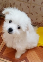 Питомник предлагает мальчиков  мальтийской болонки - <ro>Изображение</ro><ru>Изображение</ru> #5, <ru>Объявление</ru> #1706200