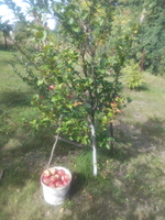 Дом для дачи или жилья. - <ro>Изображение</ro><ru>Изображение</ru> #10, <ru>Объявление</ru> #1463389