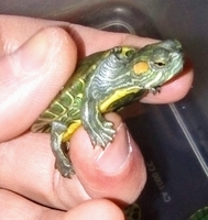 Прекрасный подарок - маленькая черепашка. Доставка - <ro>Изображение</ro><ru>Изображение</ru> #6, <ru>Объявление</ru> #1506419