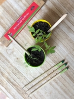 Растущий карандаш, живые карандаши, живая канцелярия от производителя  - <ro>Изображение</ro><ru>Изображение</ru> #2, <ru>Объявление</ru> #1711255