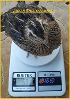 Инкубационные яйца перепелов. - <ro>Изображение</ro><ru>Изображение</ru> #3, <ru>Объявление</ru> #1711186