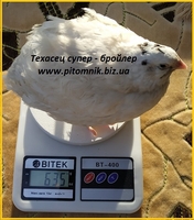 Инкубационные яйца перепелов. - <ro>Изображение</ro><ru>Изображение</ru> #2, <ru>Объявление</ru> #1711186