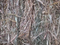 Продам сіно Лугове різнотравья в тюках - <ro>Изображение</ro><ru>Изображение</ru> #2, <ru>Объявление</ru> #1712995