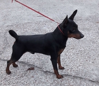 Кнопочка (карликовый пинчер) 2 месяца ищет добрую, заботливую хозяйку! Киев. - <ro>Изображение</ro><ru>Изображение</ru> #5, <ru>Объявление</ru> #1714566