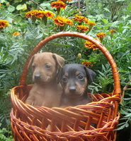 Кнопочка (карликовый пинчер) 2 месяца ищет добрую, заботливую хозяйку! Киев. - <ro>Изображение</ro><ru>Изображение</ru> #2, <ru>Объявление</ru> #1714566