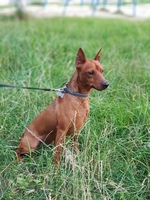 Кнопочка (карликовый пинчер) 2 месяца ищет добрую, заботливую хозяйку! Киев. - <ro>Изображение</ro><ru>Изображение</ru> #3, <ru>Объявление</ru> #1714566