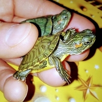 Самые красивые черепахи в мире - это красноухие черепашки! - <ro>Изображение</ro><ru>Изображение</ru> #2, <ru>Объявление</ru> #1716529