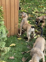 Продаются щенки породы Американский булли, Киев  - <ro>Изображение</ro><ru>Изображение</ru> #1, <ru>Объявление</ru> #1716700