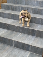 Продаются щенки породы Американский булли, Киев  - <ro>Изображение</ro><ru>Изображение</ru> #2, <ru>Объявление</ru> #1716700