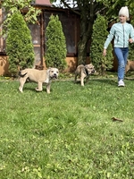 Продаются щенки породы Американский булли, Киев  - <ro>Изображение</ro><ru>Изображение</ru> #4, <ru>Объявление</ru> #1716700