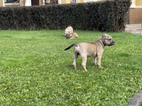 Продаются щенки породы Американский булли, Киев  - <ro>Изображение</ro><ru>Изображение</ru> #6, <ru>Объявление</ru> #1716700