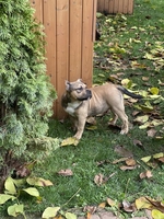 Продаются щенки породы Американский булли, Киев  - <ro>Изображение</ro><ru>Изображение</ru> #8, <ru>Объявление</ru> #1716700