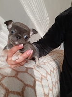 Чихуахуа мальчик, голубого окраса, короткошерстный - <ro>Изображение</ro><ru>Изображение</ru> #1, <ru>Объявление</ru> #1719080