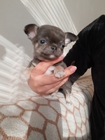 Чихуахуа мальчик, голубого окраса, короткошерстный - <ro>Изображение</ro><ru>Изображение</ru> #2, <ru>Объявление</ru> #1719080