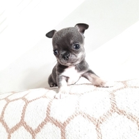 Чихуахуа мальчик, голубого окраса, короткошерстный - <ro>Изображение</ro><ru>Изображение</ru> #3, <ru>Объявление</ru> #1719080