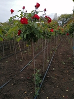 Рябина штамбовая, хенамелис штамбовый, боярышник штамбовый - <ro>Изображение</ro><ru>Изображение</ru> #3, <ru>Объявление</ru> #1718696