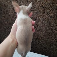 Щенок чихуахуа, мини, короткошерстный - <ro>Изображение</ro><ru>Изображение</ru> #3, <ru>Объявление</ru> #1719500