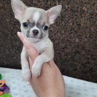 Щенок чихуахуа, мини, короткошерстный - <ro>Изображение</ro><ru>Изображение</ru> #4, <ru>Объявление</ru> #1719500