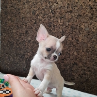 Щенок чихуахуа, мини, короткошерстный - <ro>Изображение</ro><ru>Изображение</ru> #5, <ru>Объявление</ru> #1719500