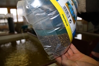 Икра оплодотворенная. Бестер, стерлядь, осетр - <ro>Изображение</ro><ru>Изображение</ru> #5, <ru>Объявление</ru> #1720646