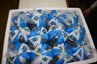 Икра оплодотворенная. Бестер, стерлядь, осетр - <ro>Изображение</ro><ru>Изображение</ru> #2, <ru>Объявление</ru> #1720646