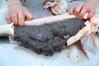 Икра оплодотворенная. Бестер, стерлядь, осетр - <ro>Изображение</ro><ru>Изображение</ru> #6, <ru>Объявление</ru> #1720646