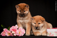 продаються щенки сиба ину(шиба) - <ro>Изображение</ro><ru>Изображение</ru> #2, <ru>Объявление</ru> #1720523