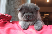 щенки чау чау в  - <ro>Изображение</ro><ru>Изображение</ru> #1, <ru>Объявление</ru> #825139