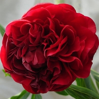 Махровые травянистые пионы из частной коллекции - <ro>Изображение</ro><ru>Изображение</ru> #2, <ru>Объявление</ru> #1725328