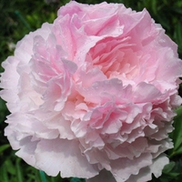 Махровые травянистые пионы из частной коллекции - <ro>Изображение</ro><ru>Изображение</ru> #3, <ru>Объявление</ru> #1725328